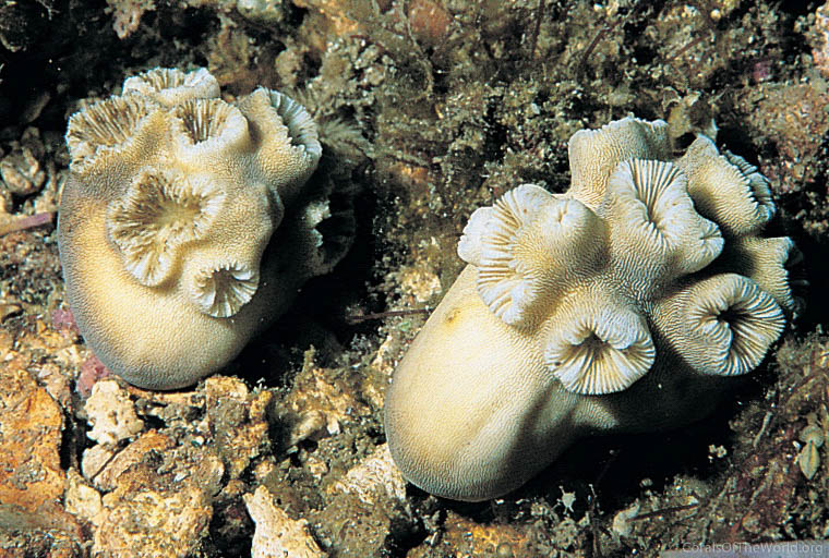 Heteropsammia cochlea