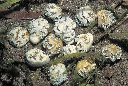 CotW preview: Heteropsammia cochlea