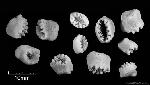 CotW preview: Heteropsammia moretonensis