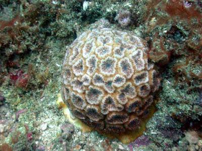 CotW preview: Horastrea indica