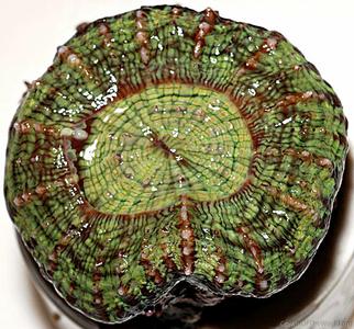 CotW preview: Indophyllia macassarensis