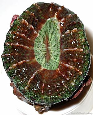 CotW: Indophyllia macassarensis
