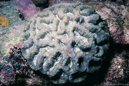 CotW preview: Isophyllia rigida