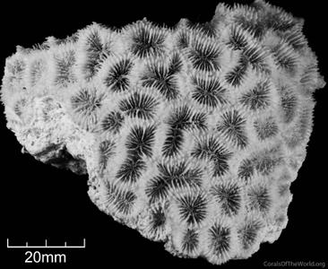 CotW: Isophyllia rigida