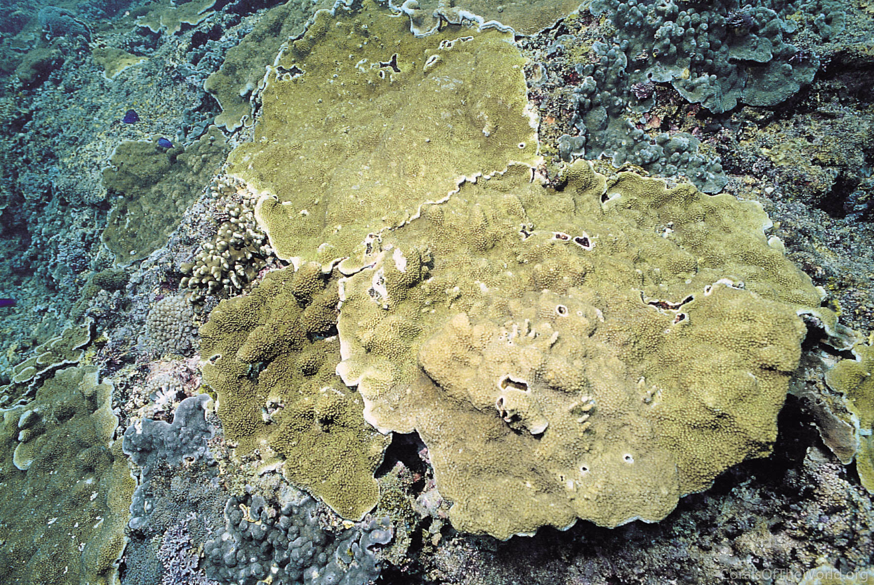 Isopora crateriformis