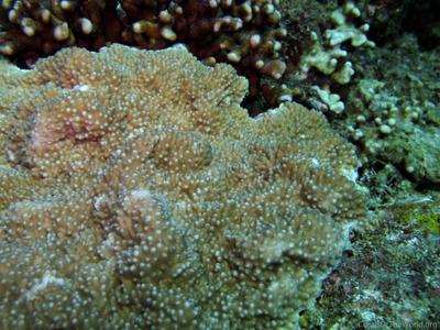 CotW preview: Isopora crateriformis