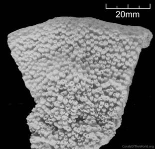 CotW: Isopora crateriformis