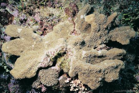 CotW preview: Isopora cuneata