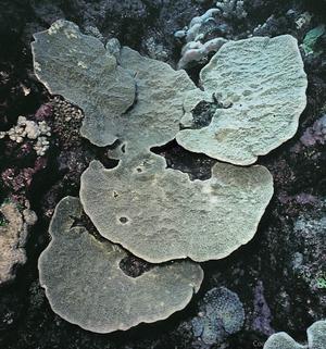 CotW: Isopora cuneata