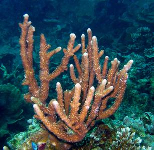 CotW preview: Isopora cylindrica