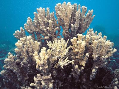 CotW: Isopora elizabethensis