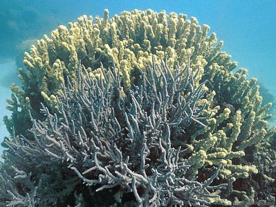 CotW: Isopora elizabethensis