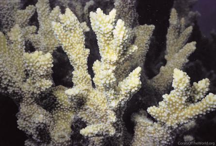 CotW: Isopora elizabethensis