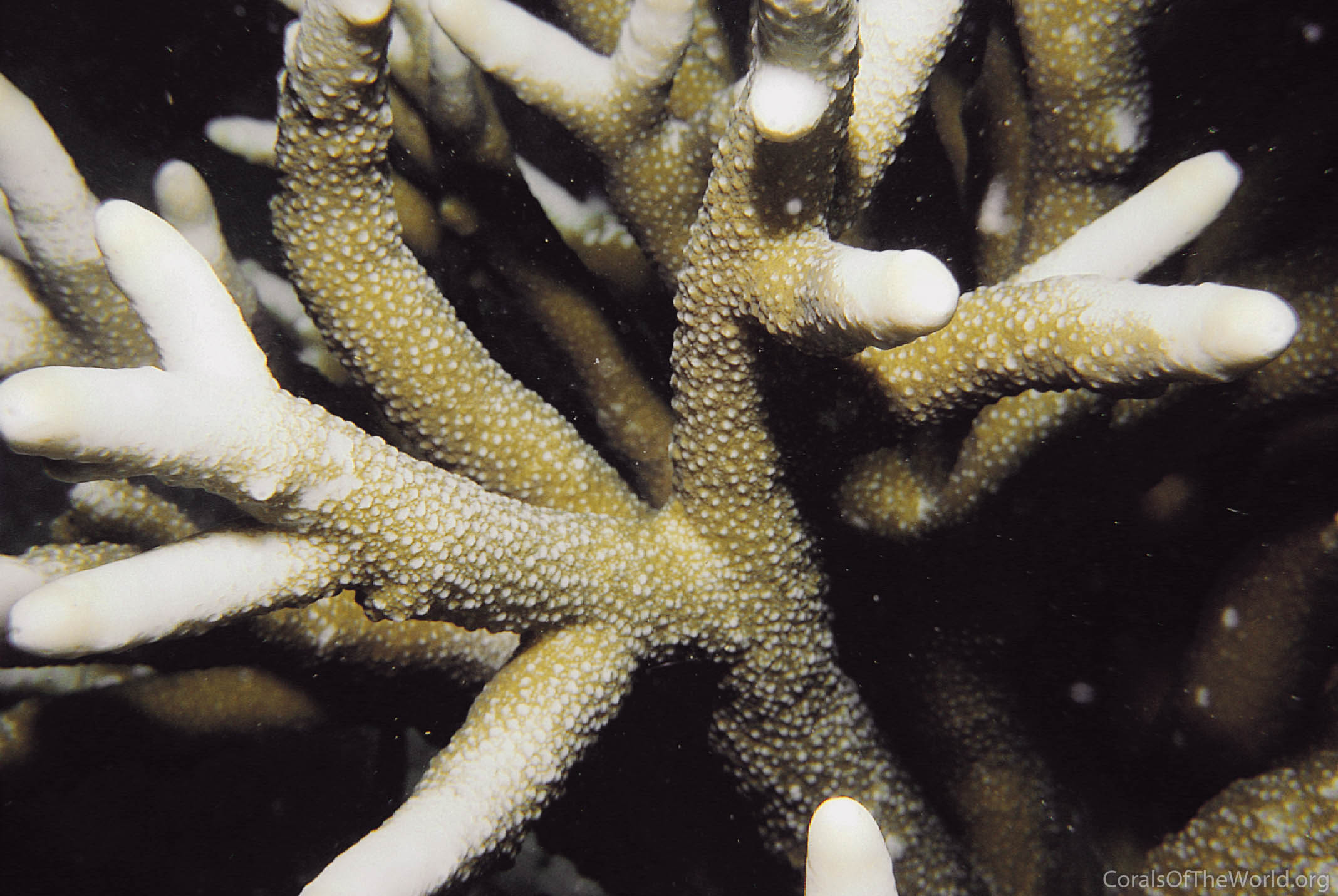Isopora togianensis