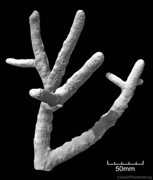 CotW: Isopora togianensis