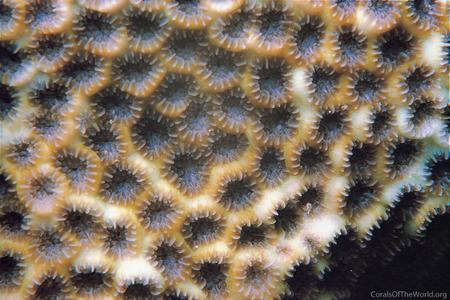 CotW: Leptastrea aequalis