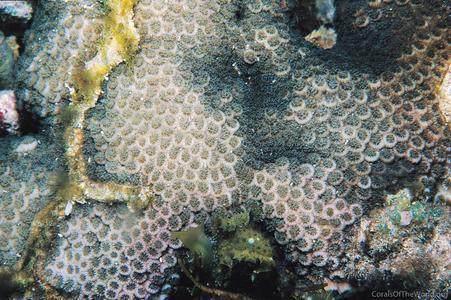 CotW: Leptastrea aequalis
