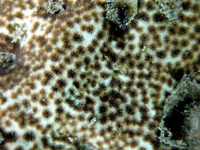 CotW: Leptastrea aequalis