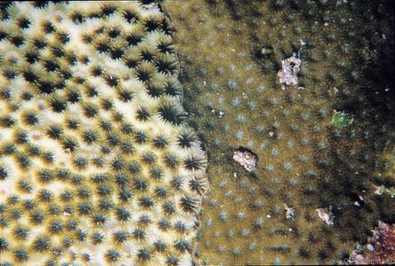 CotW: Leptastrea aequalis