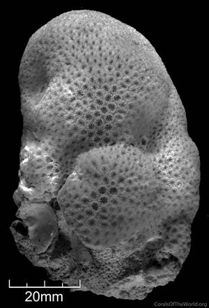 CotW: Leptastrea aequalis