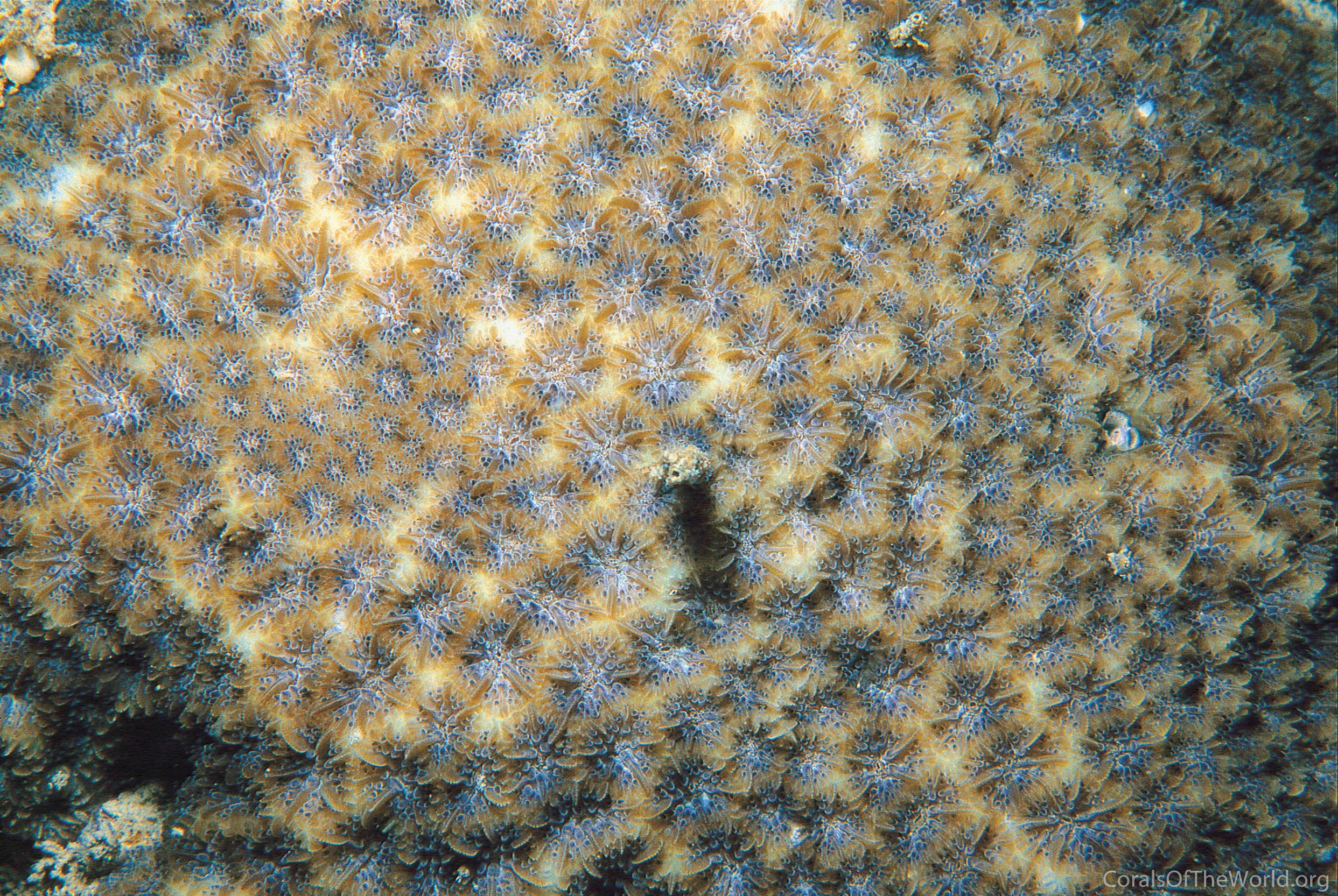 Leptastrea bewickensis