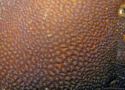 CotW preview: Leptastrea bewickensis