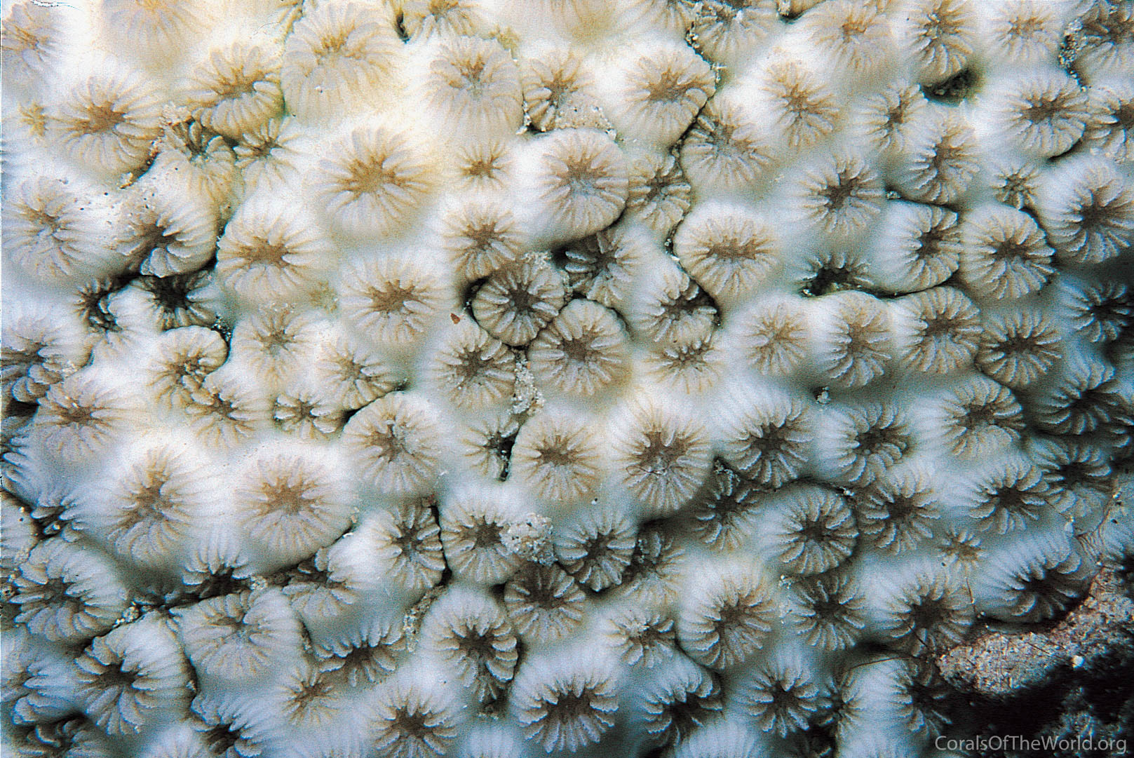 Leptastrea bottae
