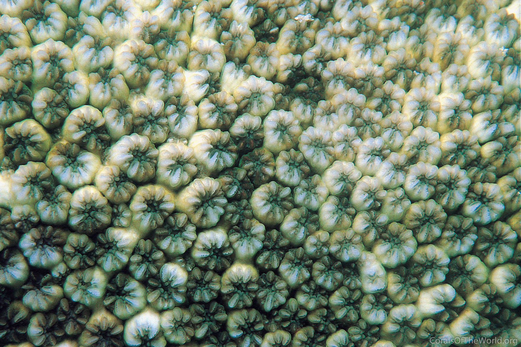 Leptastrea inaequalis