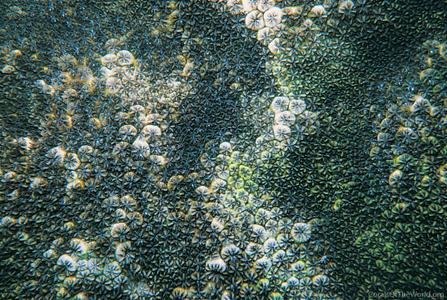 CotW preview: Leptastrea inaequalis