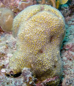 CotW: Leptastrea inaequalis
