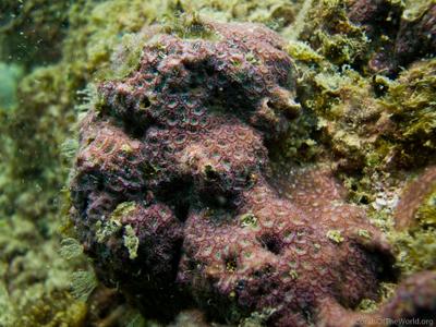 CotW preview: Leptastrea pruinosa