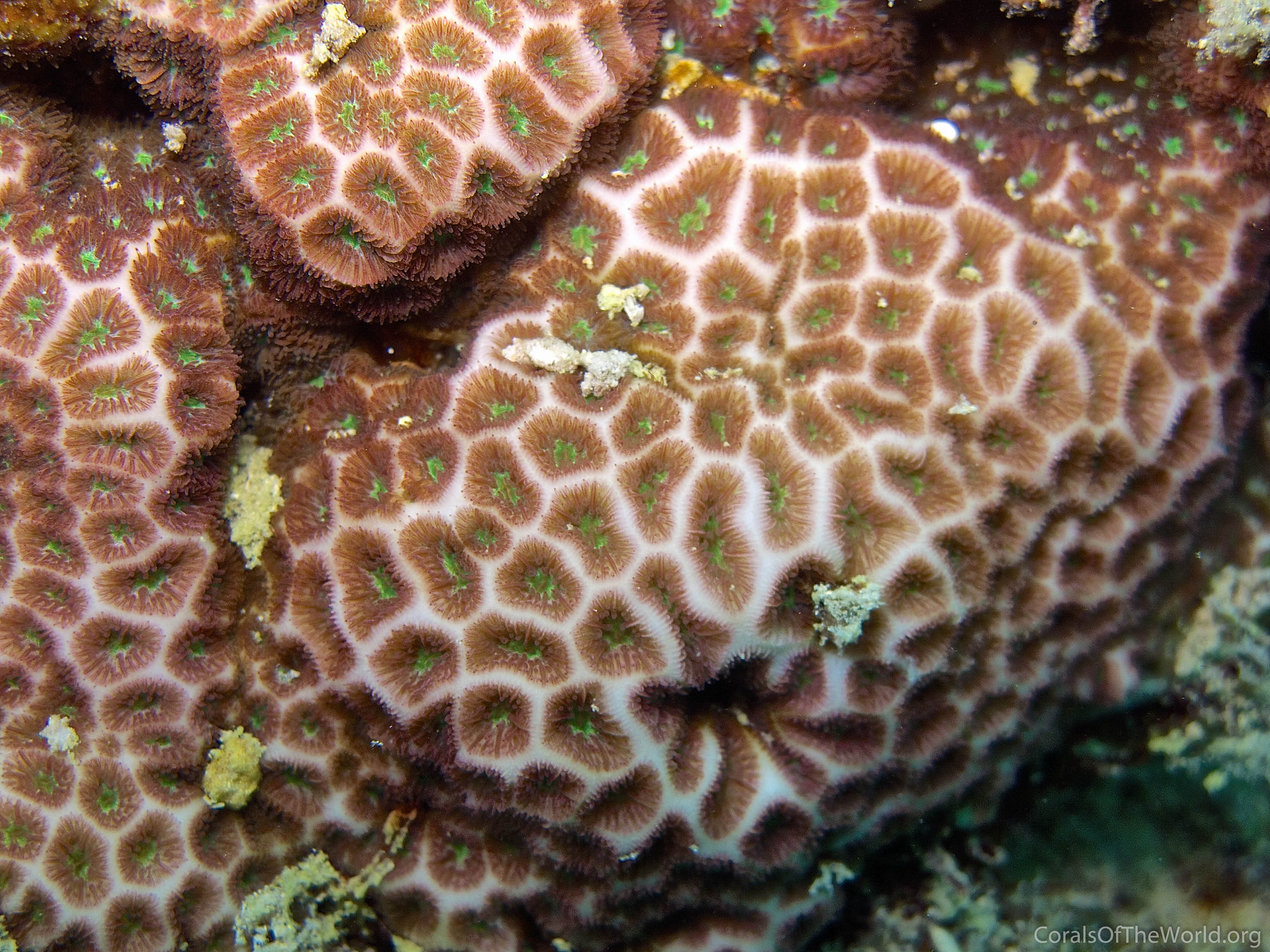 Leptastrea purpurea
