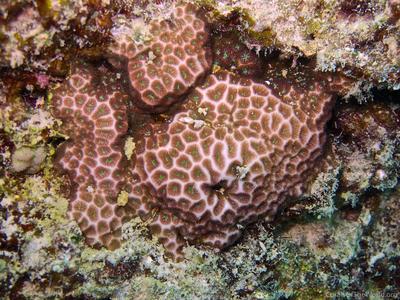 CotW: Leptastrea purpurea