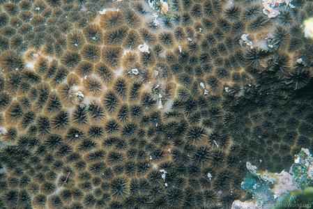 CotW: Leptastrea purpurea
