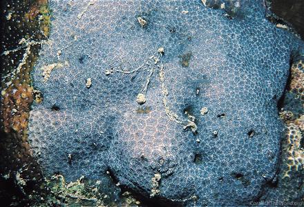 CotW: Leptastrea transversa