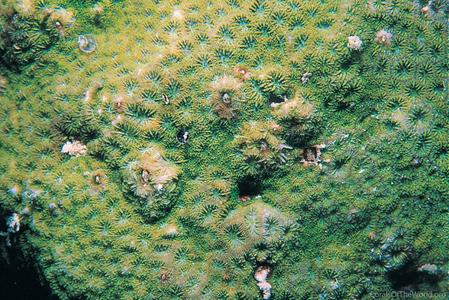 CotW: Leptastrea transversa