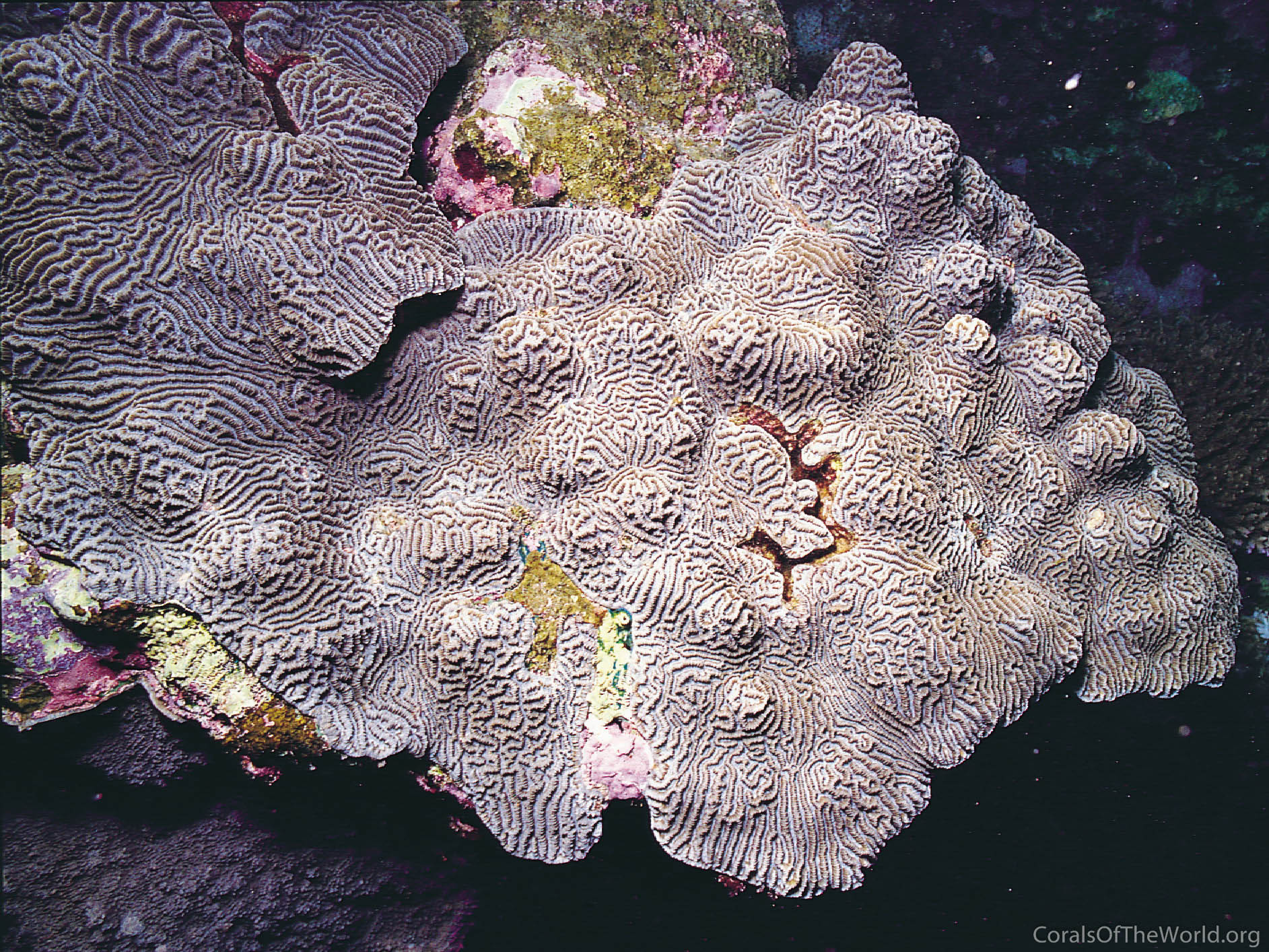 Image from Corals of the World: Leptoria irregularis
