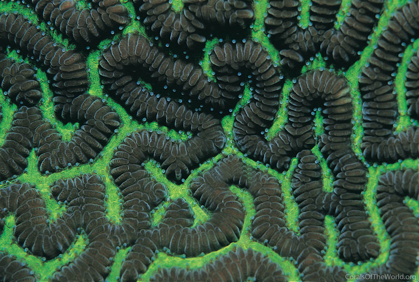 Leptoria phrygia
