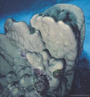 CotW: Leptoria phrygia