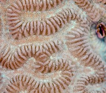 CotW: Leptoria phrygia