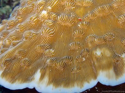CotW: Leptoseris explanata