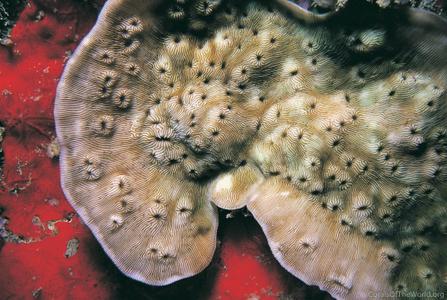 CotW: Leptoseris hawaiiensis