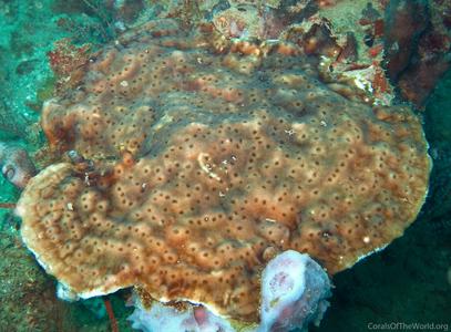 CotW: Leptoseris hawaiiensis