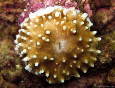 CotW: Leptoseris kalayaanensis