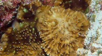 CotW: Leptoseris kalayaanensis