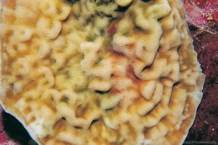 CotW: Leptoseris mycetoseroides