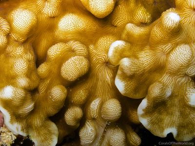 CotW: Leptoseris solida