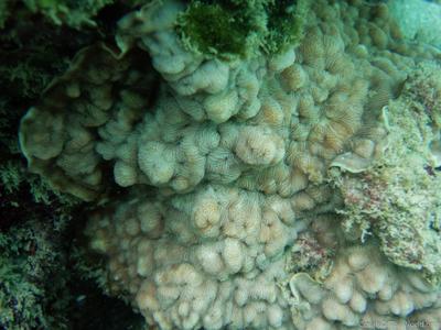 CotW: Leptoseris solida
