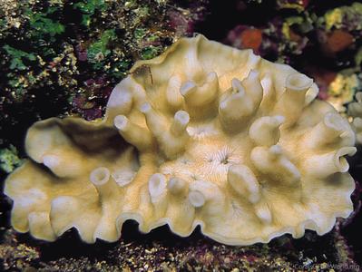 CotW: Leptoseris tubulifera
