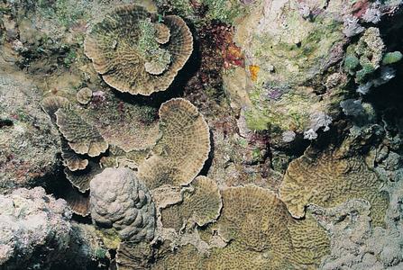 CotW: Leptoseris yabei